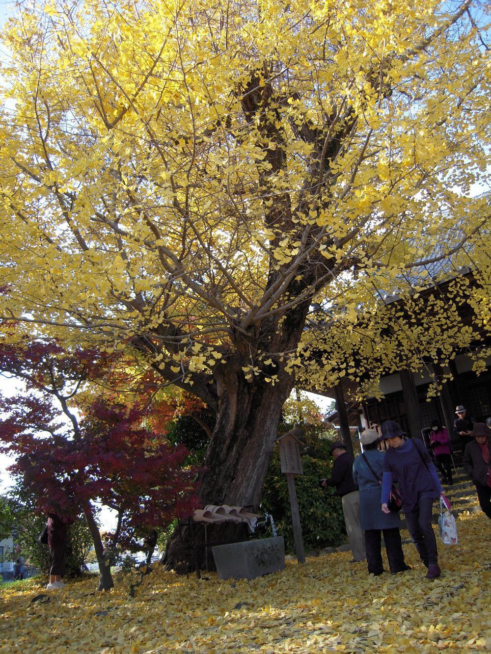 祖父江銀杏 021.jpg